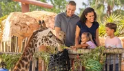 A family is joyfully feeding a giraffe at a zoo or animal park.