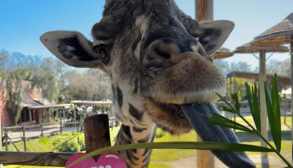 A close-up shot of a giraffe eating green leaves sticking out its long tongue with an out-of-focus background indicative of a zoo setting