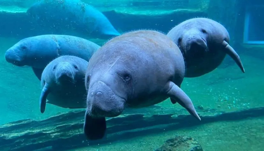 A group of manatees is swimming underwater calmly gliding past the viewer