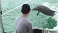 Dolphin Watch Cruise with Snorkeling to Shell Key Photo