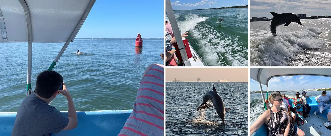 1.5-HOUR Dolphin Sightseeing Cruise from Tampa