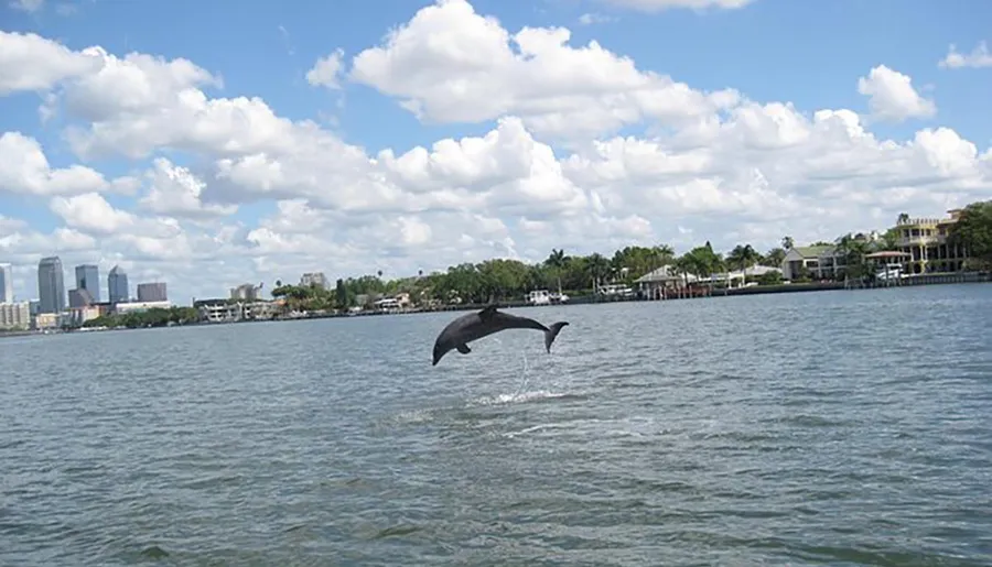 A dolphin is leaping out of the water with a city skyline and waterfront properties in the background.