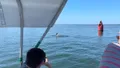 1.5-HOUR Dolphin Sightseeing Cruise from Tampa Photo