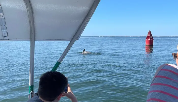 1.5-HOUR Dolphin Sightseeing Cruise from Tampa Photo