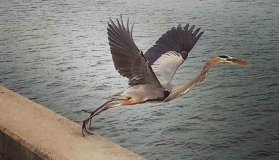 A great blue heron is gracefully taking flight from a waterfront ledge with its wings fully extended.