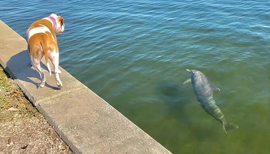 A dog stands on a concrete edge by the water, curiously looking at a dolphin swimming close by.