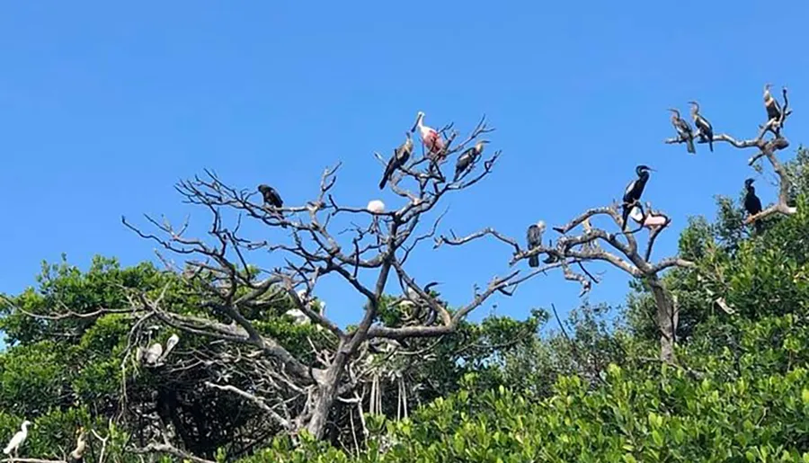 A variety of birds are perching and resting on the bare branches of a tree against a backdrop of lush green foliage and a clear blue sky.