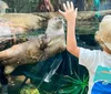 A child wearing a hat and a T-shirt with an aquatic design is reaching out to a playful otter that is floating by the glass of an aquarium enclosure
