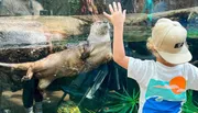 A child wearing a hat and a T-shirt with an aquatic design is reaching out to a playful otter that is floating by the glass of an aquarium enclosure.