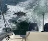 A person on a boat is capturing a moment on their smartphone where a dolphin appears to be playfully riding the wake beside the vessel