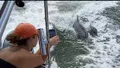 Dolphin Snorkeling Shelling Cruise Photo