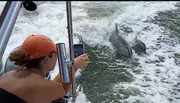 A person on a boat is capturing a moment on their smartphone where a dolphin appears to be playfully riding the wake beside the vessel.