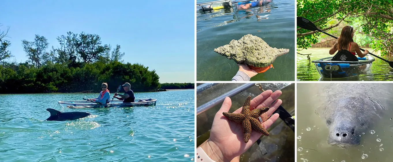 Clear Kayak Tours of Shell Key