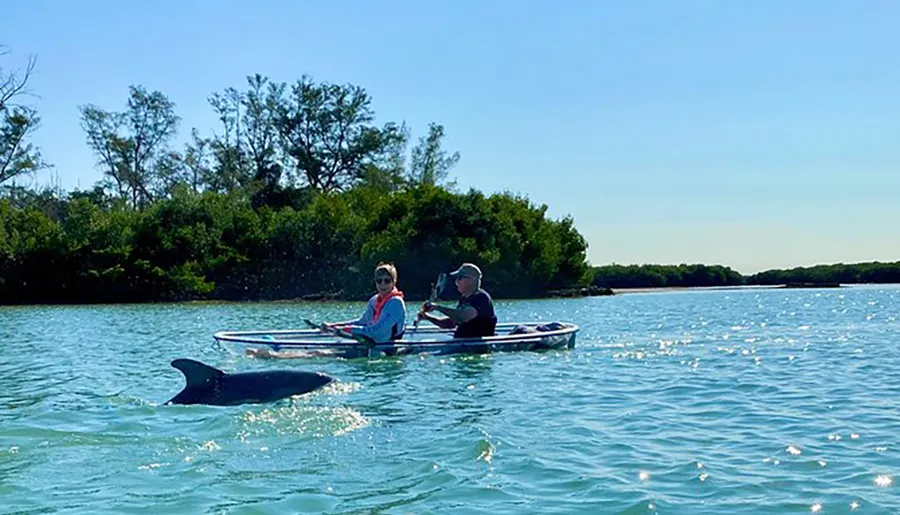 Two people are kayaking near a dolphin in bright, sunny waters.