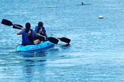 Two people are paddling a blue kayak in calm waters with a dolphin fin visible in the background.