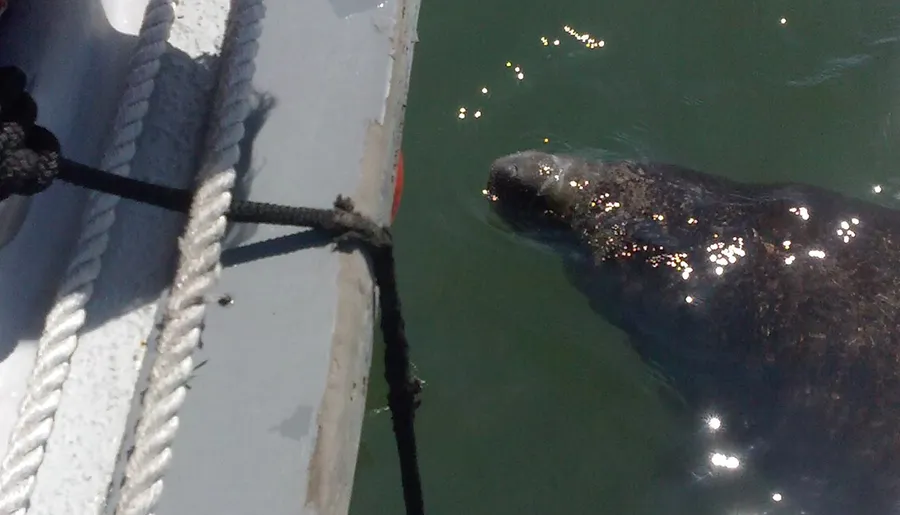 A seal is swimming near the edge of a boat, with ropes visible in the foreground.