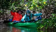 Two people are happily kayaking through a lush mangrove tunnel.
