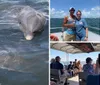 The image is a collage showing various scenes of people interacting with and observing dolphins in a marine environment with close-up views of the dolphins near the surface and passengers on a boat enjoying the experience