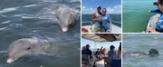 The image is a collage showing various scenes of people interacting with and observing dolphins in a marine environment, with close-up views of the dolphins near the surface and passengers on a boat enjoying the experience.