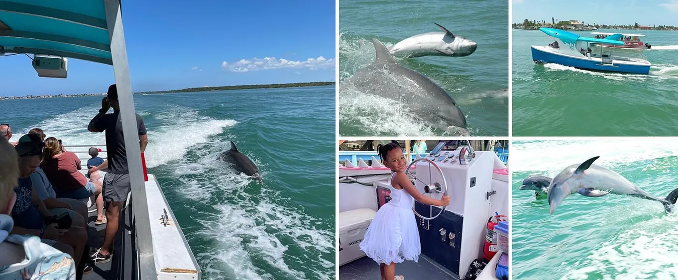 1-Hour Dolphin Watching Cruise from Madeira Beach