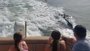 Three people are watching a dolphin surf in the wake of their boat.