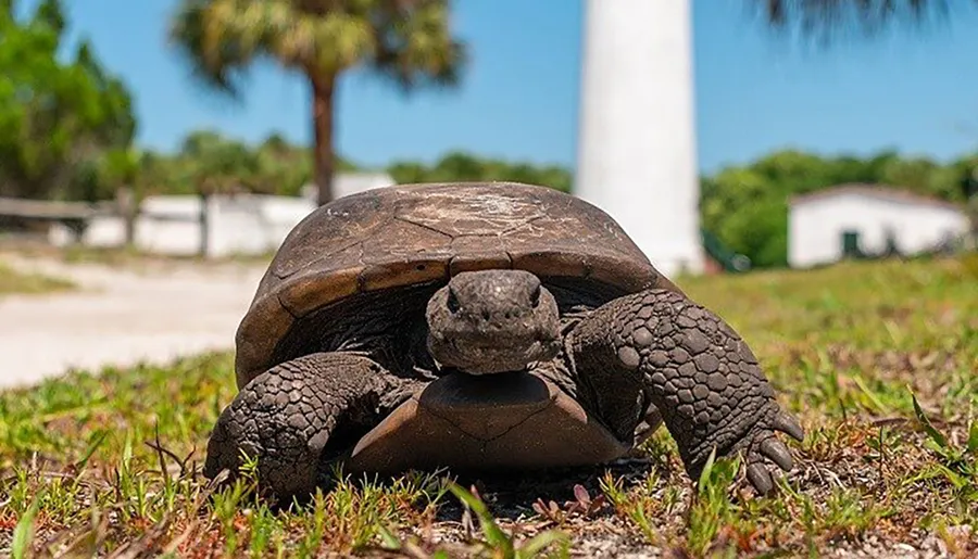 A gopher tortoise is seen up close on grassy ground with a blurred background featuring a white lighthouse and palm trees under a clear blue sky.