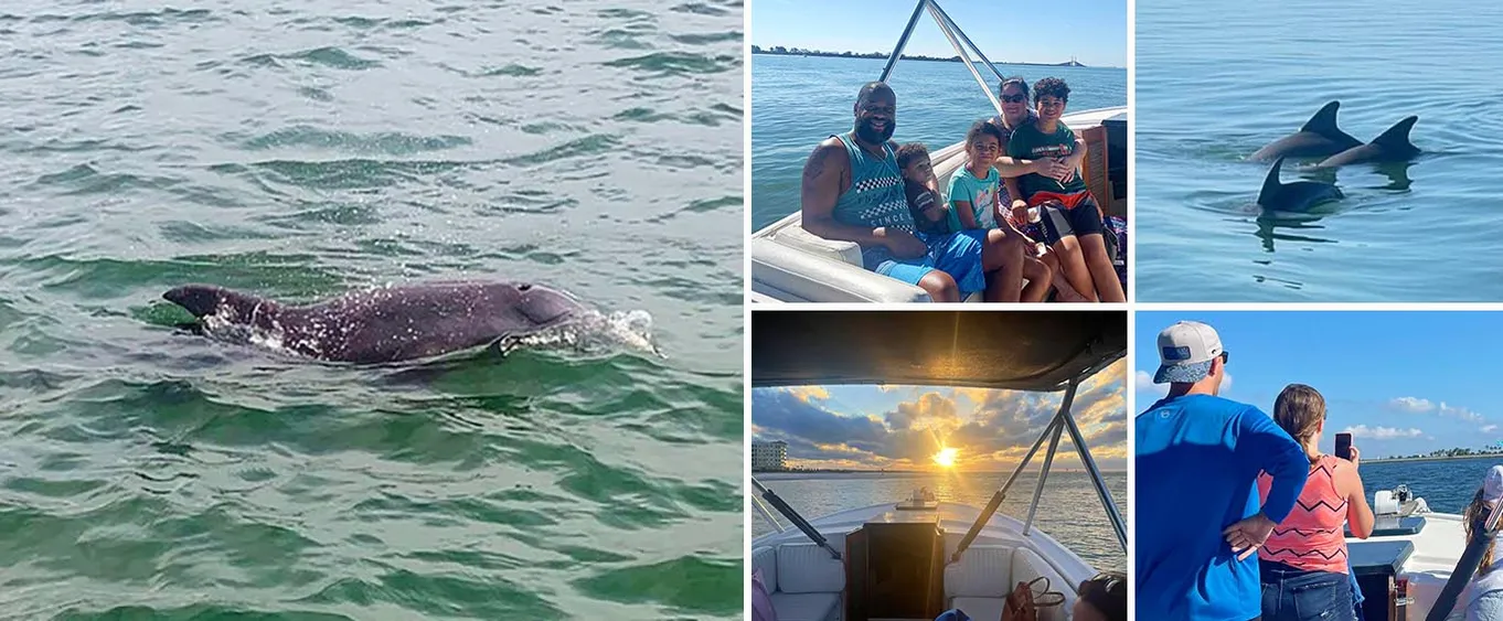 2-Hour Dolphin Watching Tour in Florida