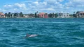 2-Hour Dolphin Watching Tour in Florida Photo