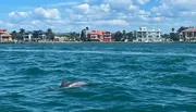 A dolphin is swimming in the foreground with waterfront houses in the background under a sunny sky.