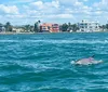 A dolphin is swimming in the foreground with waterfront houses in the background under a sunny sky