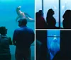 Visitors are observing sea lions swimming behind the glass of a large aquarium tank