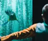 Visitors are observing sea lions swimming behind the glass of a large aquarium tank