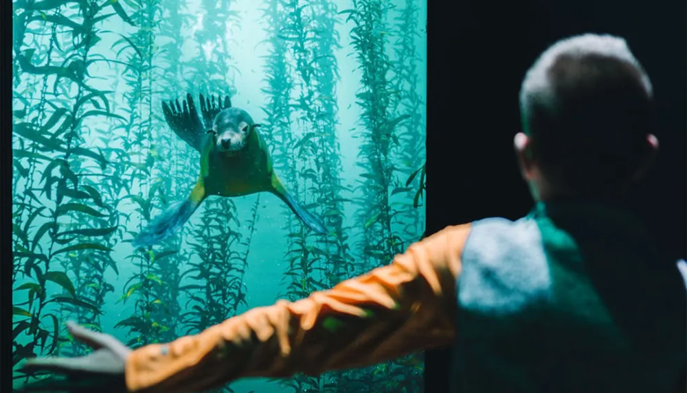 A child watches intently as a sea lion swims gracefully past pressing a flipper against the glass of a large aquarium tank