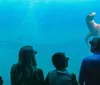 Visitors are observing sea lions swimming behind the glass of a large aquarium tank