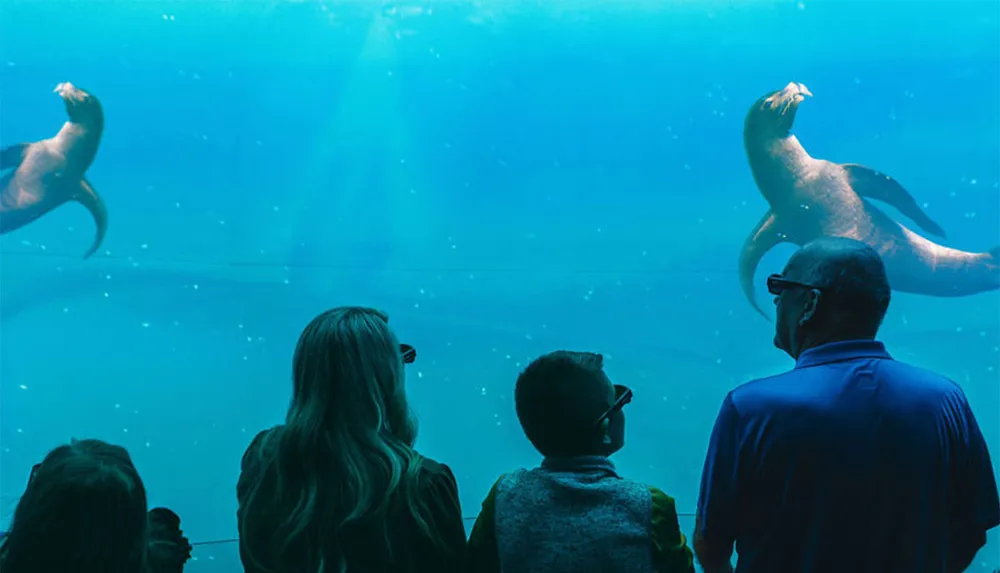 Visitors are observing sea lions swimming behind the glass of a large aquarium tank