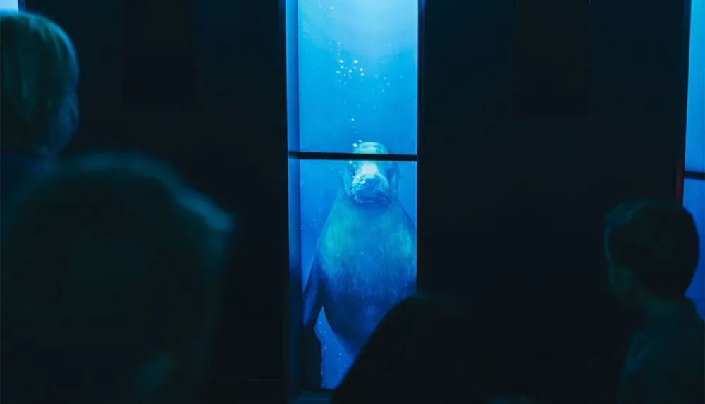 Several spectators observe a large sea lion pressing up against the glass of an underwater viewing area