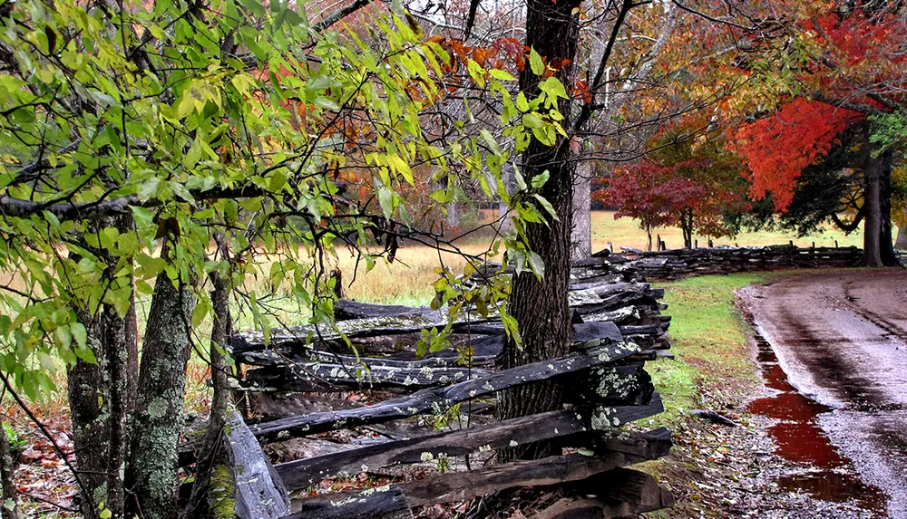 An old wooden fence lines a wet country road amidst trees with changing autumn leaves