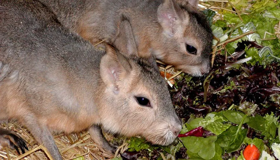 Two mara rodents are munching on a fresh salad of lettuce and vegetables.