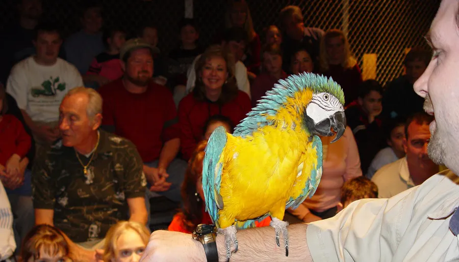 A vibrant blue and yellow macaw is perched on a person's arm in front of a crowd of spectators.