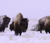A group of bison stands resiliently in a snowy landscape their thick coats dusted with flakes of falling snow