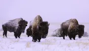 A group of bison stands resiliently in a snowy landscape, their thick coats dusted with flakes of falling snow.