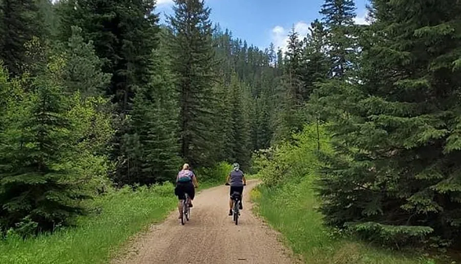 Two cyclists are riding on a forest trail surrounded by tall green trees under a partly cloudy sky.