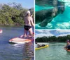 Three people are paddling on stand-up paddleboards in calm water near a mangrove shoreline