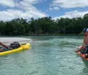 Three people are paddling on stand-up paddleboards in calm water near a mangrove shoreline