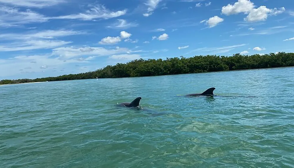 Two sharks are swimming close to the surface in clear shallow waters near a coastline with greenery