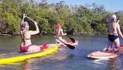 Three people are paddling on stand-up paddleboards in calm water near a mangrove shoreline.