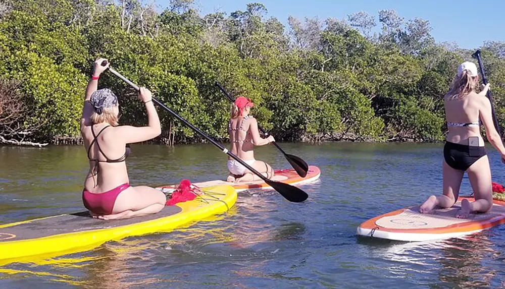 Three people are paddling on stand-up paddleboards in calm water near a mangrove shoreline