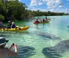 People are kayaking and swimming in clear water near manatees with one person capturing the moment on camera