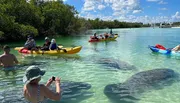 People are kayaking and swimming in clear water near manatees, with one person capturing the moment on camera.