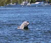 A dolphin is playfully poking its head out of the water in a harbor dotted with boats